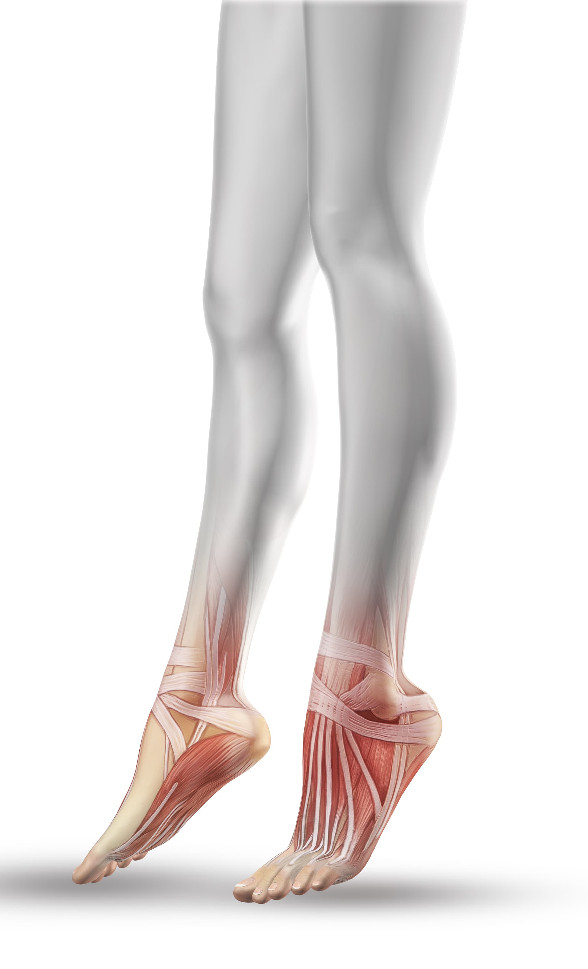 Schliessen sie oben von den weiblichen beinen mit teilweiser muskelkarte content image